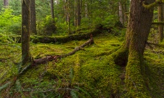 Moody Rainier Forest.jpg